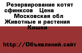 Резервирование котят сфинксов › Цена ­ 7 000 - Московская обл. Животные и растения » Кошки   